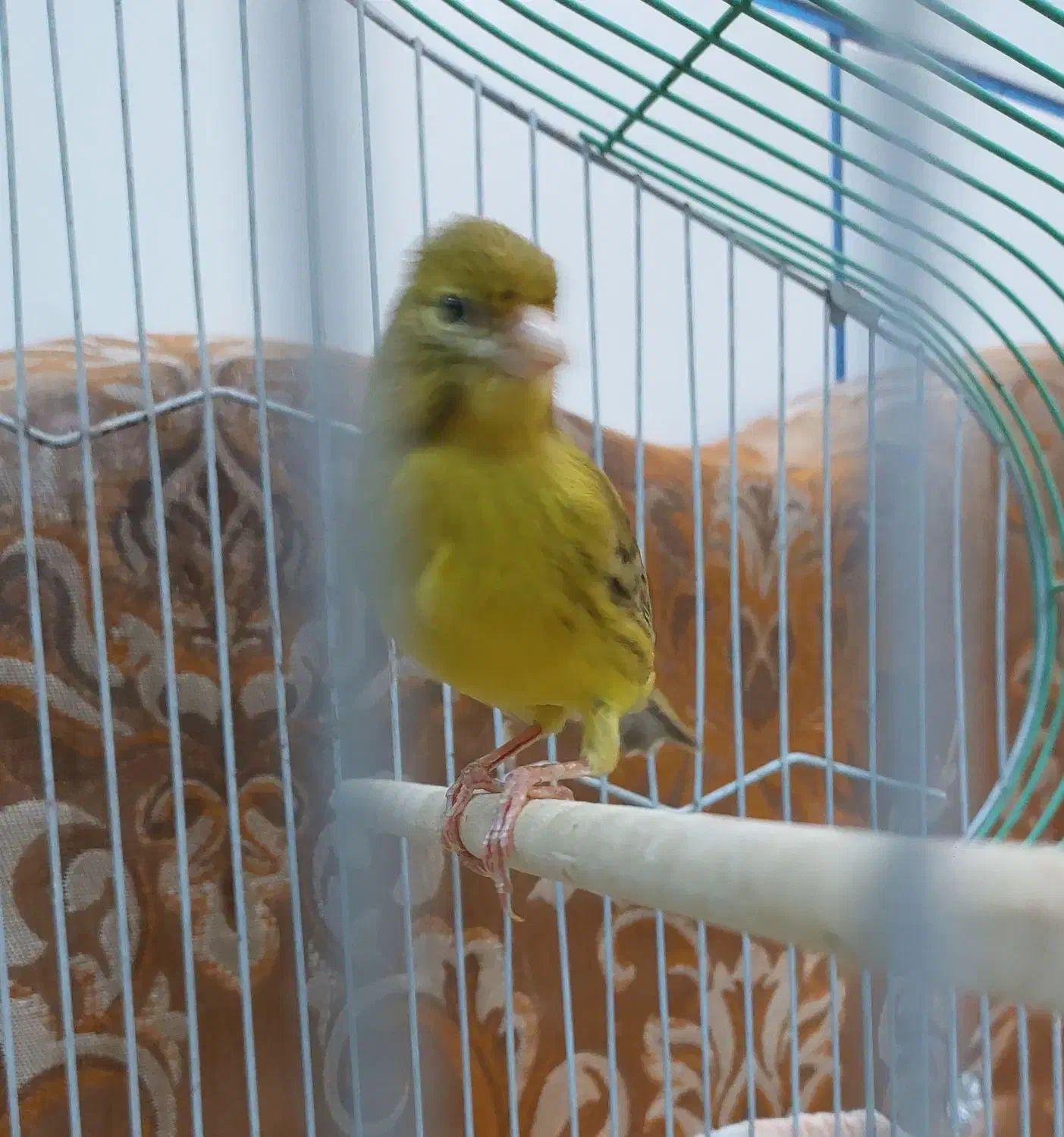 قناری نر مست مست|پرنده|کارون, |دیوار