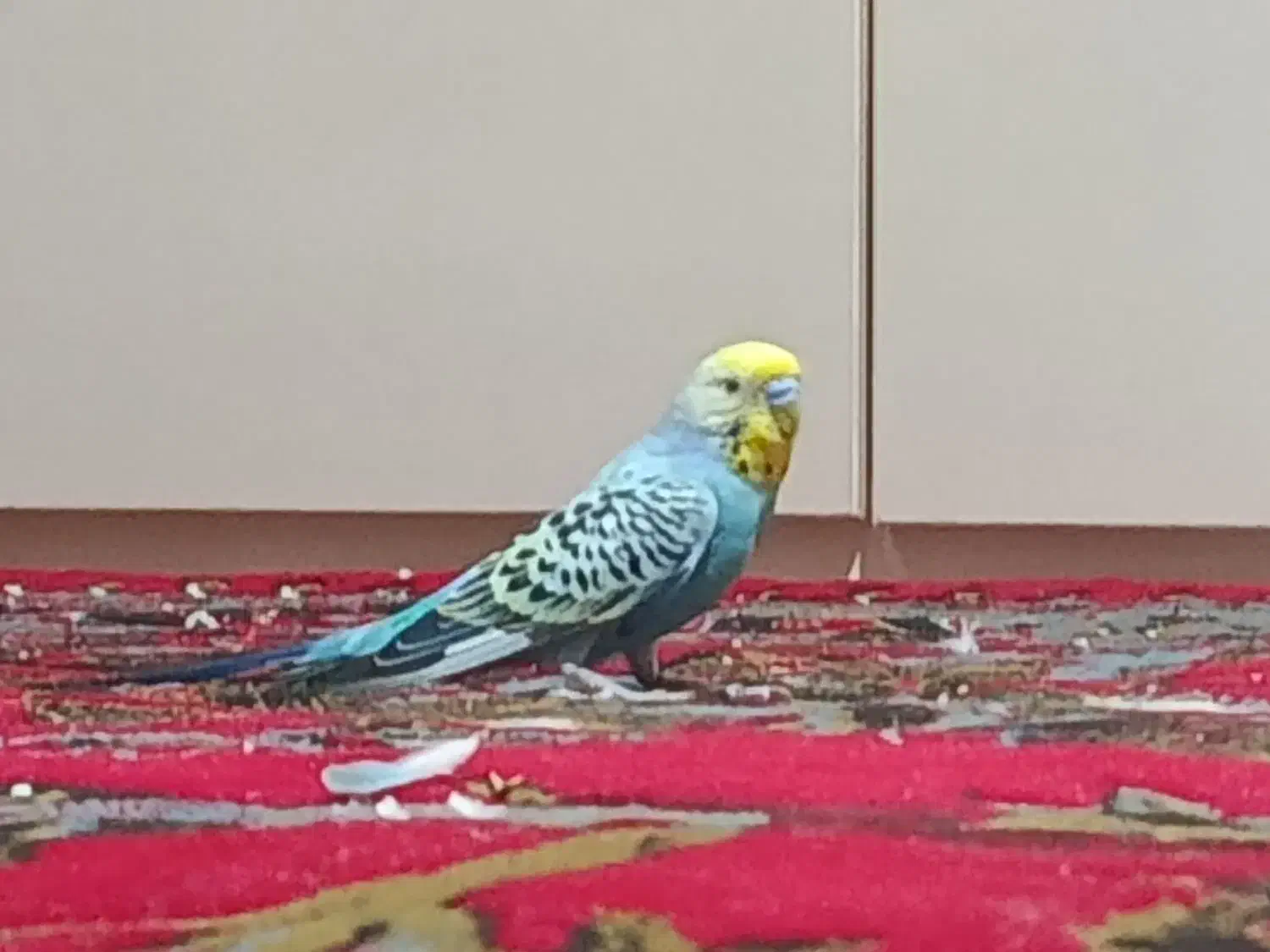 مرغ عشق|پرنده|کرمانشاه, |دیوار