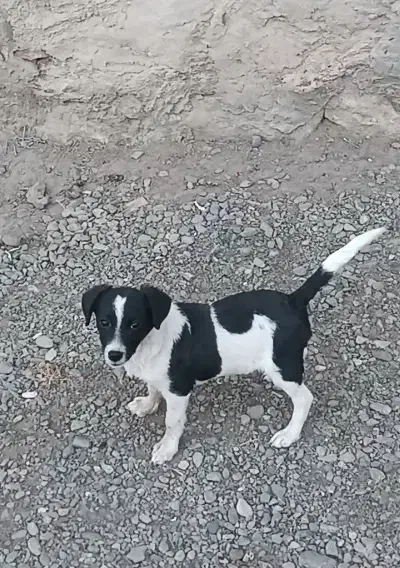 معاوضه با کبوتر|سگ|نقده, |دیوار