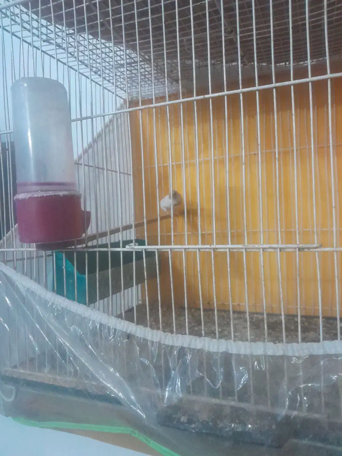 فنچ|پرنده|بیرجند, |دیوار