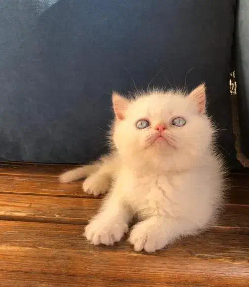 گربه بریتیش گربه اسکاتیش موقعیت شیراز|گربه|شیراز, معالیآباد|دیوار
