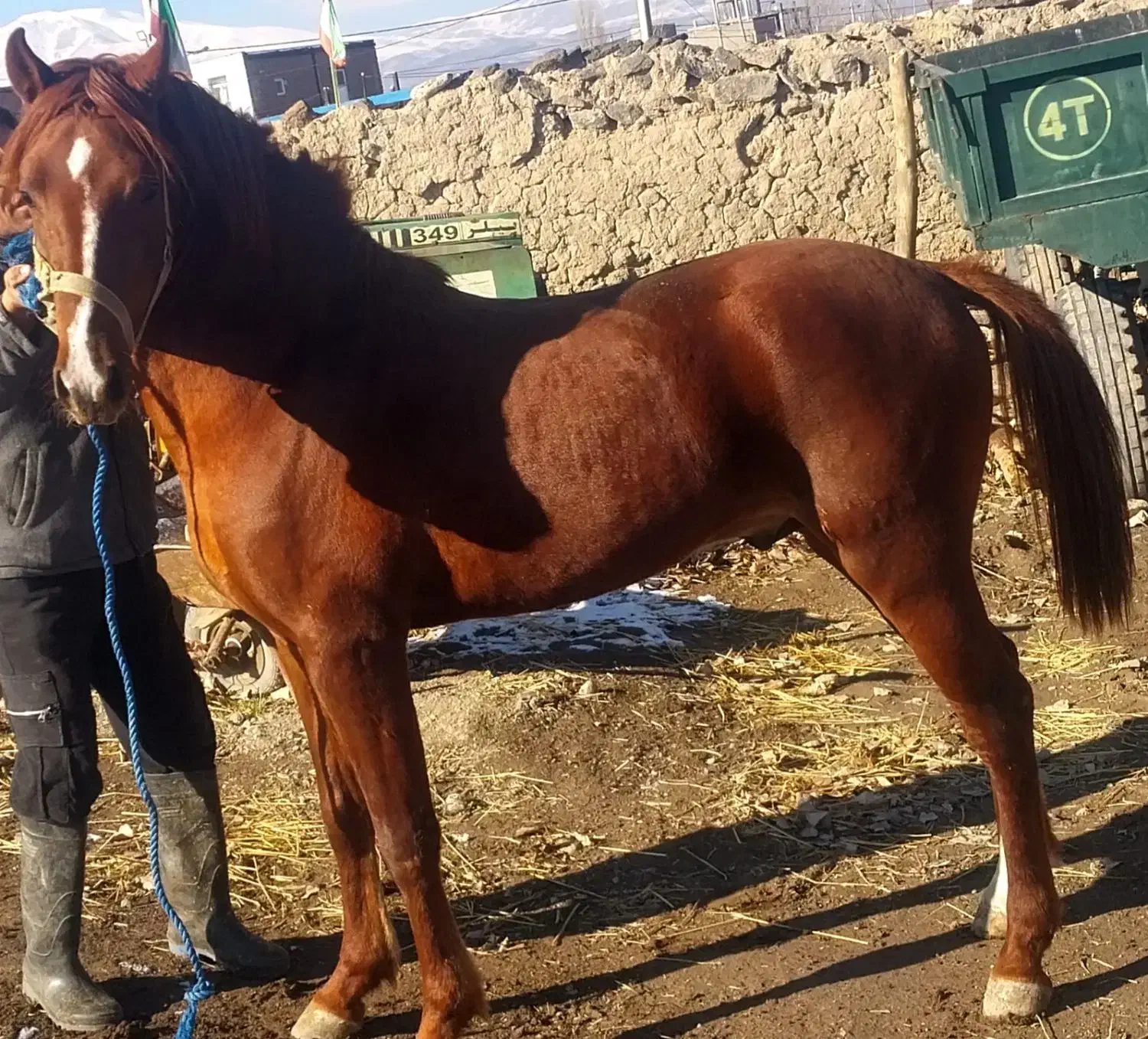 اسب نریان کرد|اسب و تجهیزات اسب‌سواری|اردبیل, |دیوار