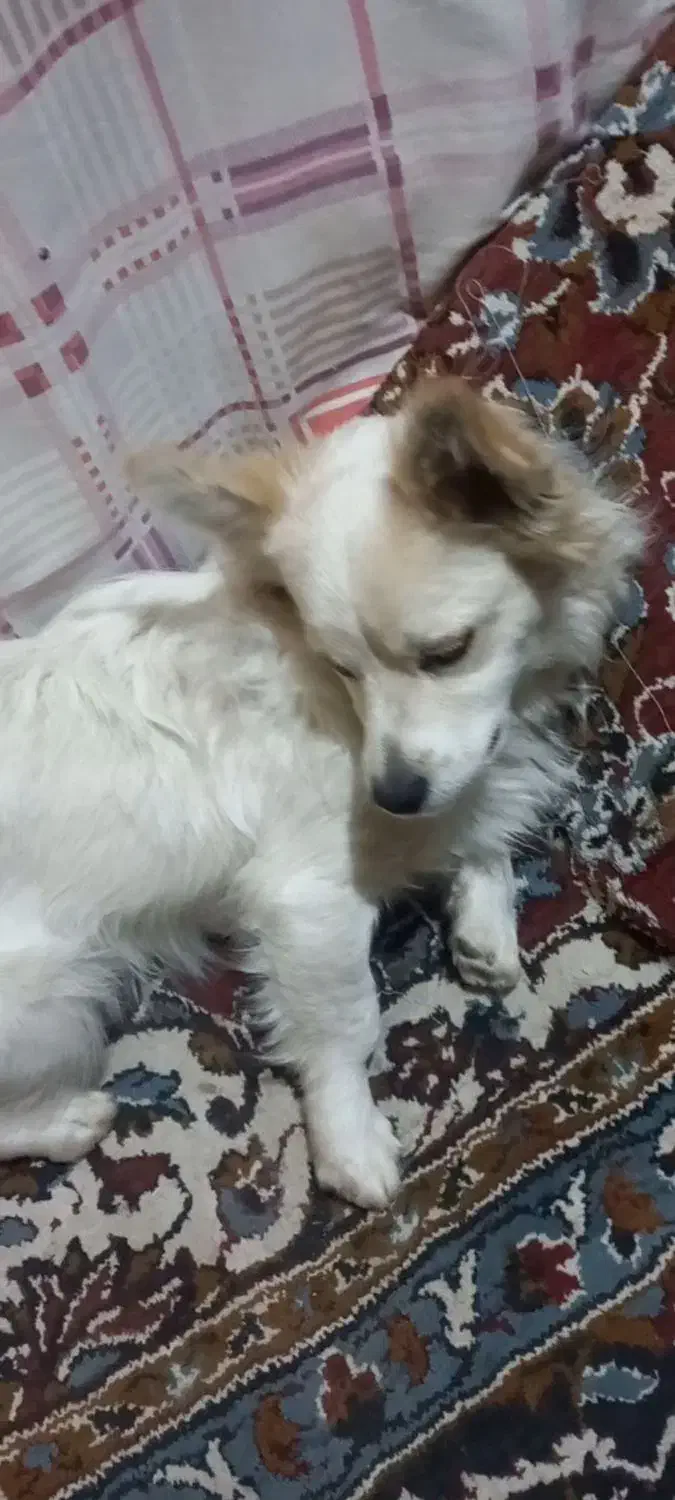 سگم ازخونه بیرون رفته|حیوانات|بجنورد, |دیوار