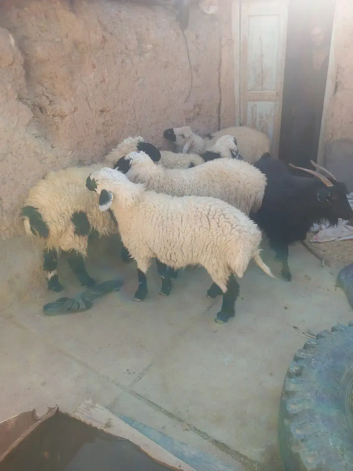 پنج راس بره سفید صادراتی و بزچاق|حیوانات مزرعه|درمیان, |دیوار