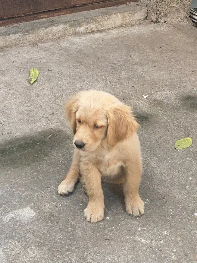 توله گلدن|سگ|رشت, پستک|دیوار