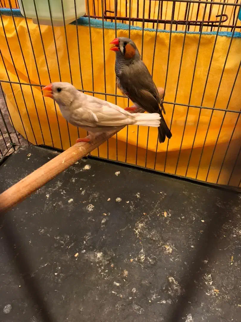 فنچ|پرنده|بندرعباس, |دیوار