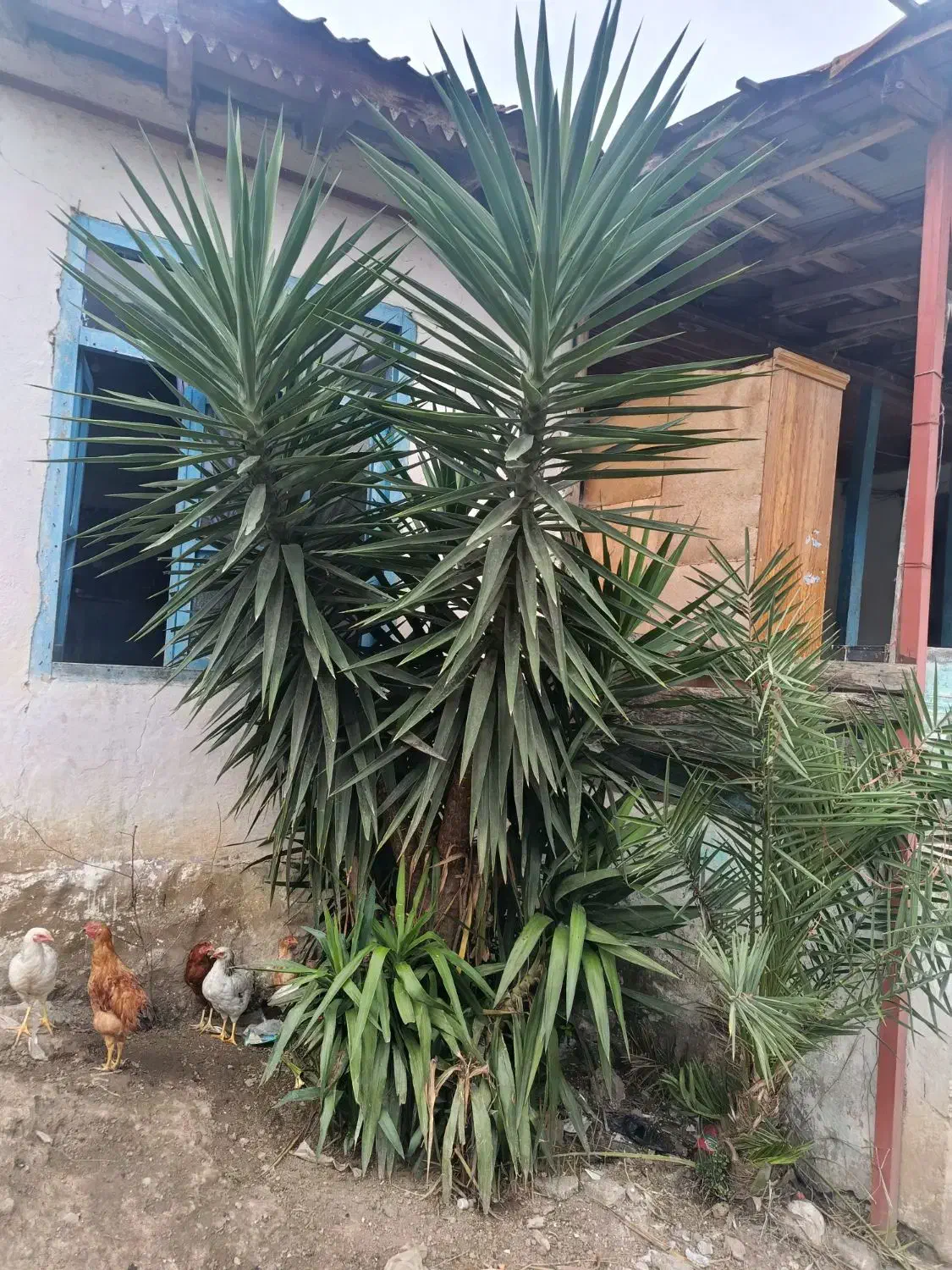 گل یوگاه|گل و گیاه طبیعی|تالش, تالش|دیوار