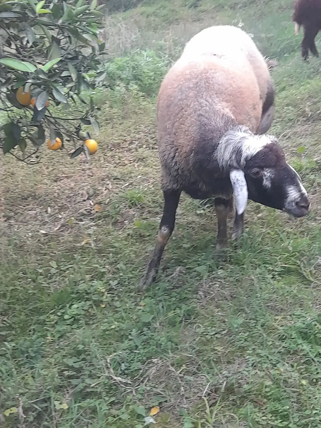 گوسفند نر تخمی|حیوانات مزرعه|قائم‌شهر, |دیوار