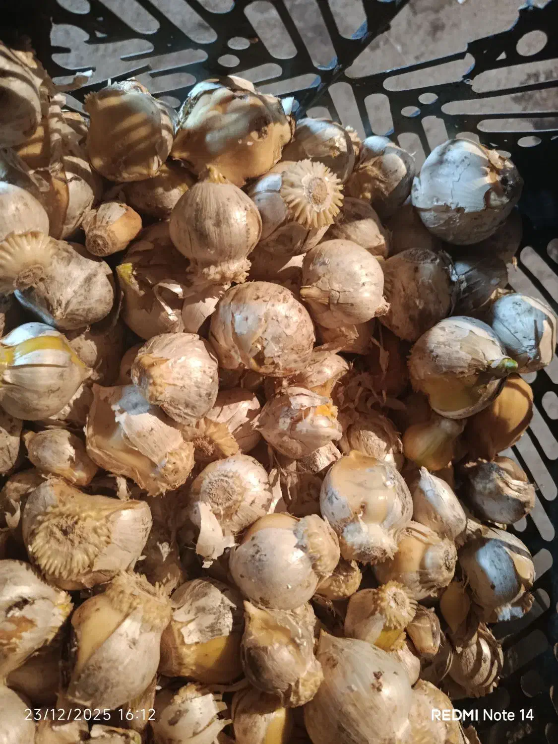 موسیر کوهی|خوردنی و آشامیدنی|دهگلان, |دیوار