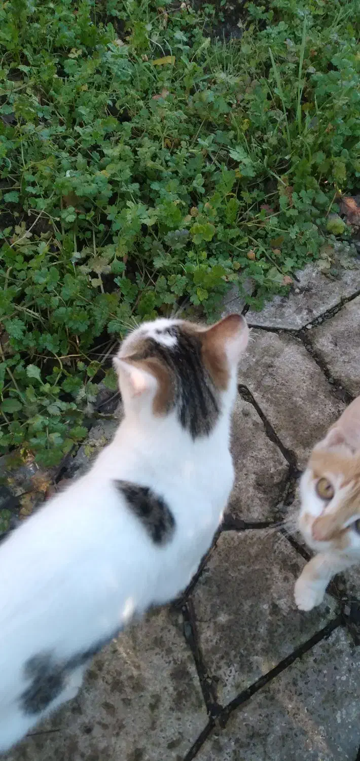 واگذاری بچه گربه|گربه|لنگرود, |دیوار