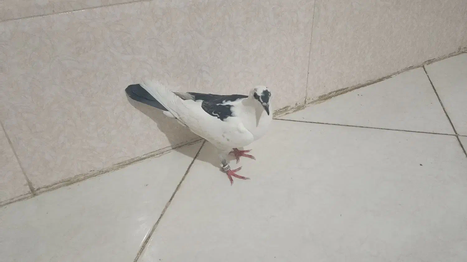 کبوتر جوجه پشت دم نر|پرنده|چناران, |دیوار