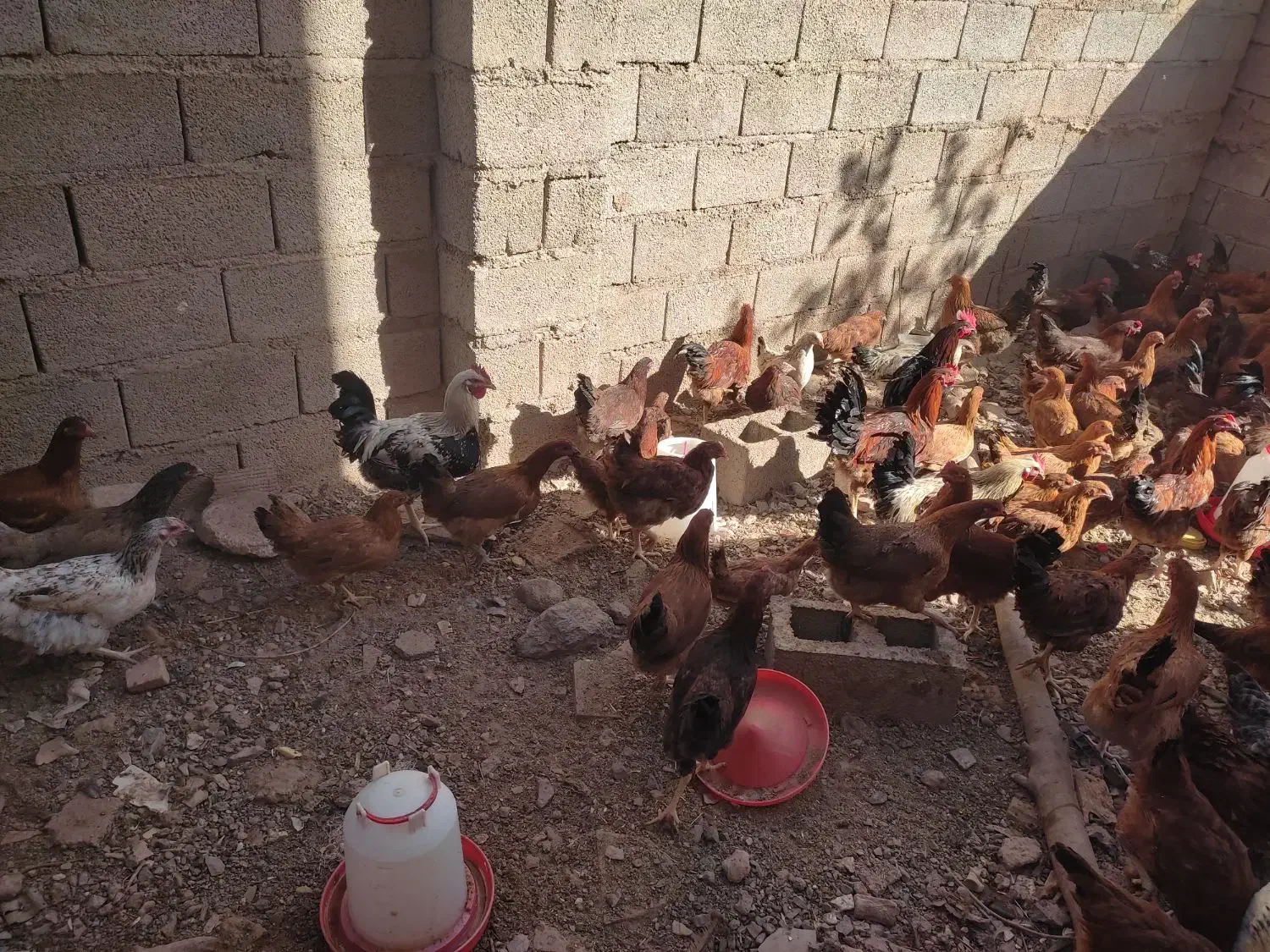 سلام مرغ تخمی|حیوانات مزرعه|تایباد, |دیوار