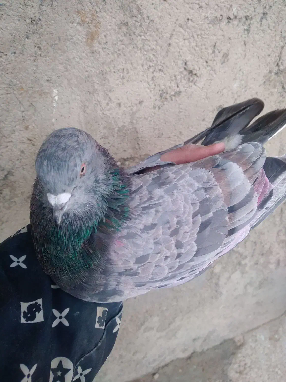 ۳۰تاکبوتر پرشی رنگ در کمیجان|پرنده|کمیجان, |دیوار