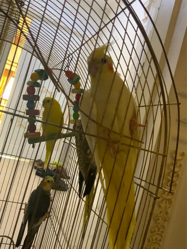 عروس هلندی|پرنده|مشهد, آزادشهر|دیوار