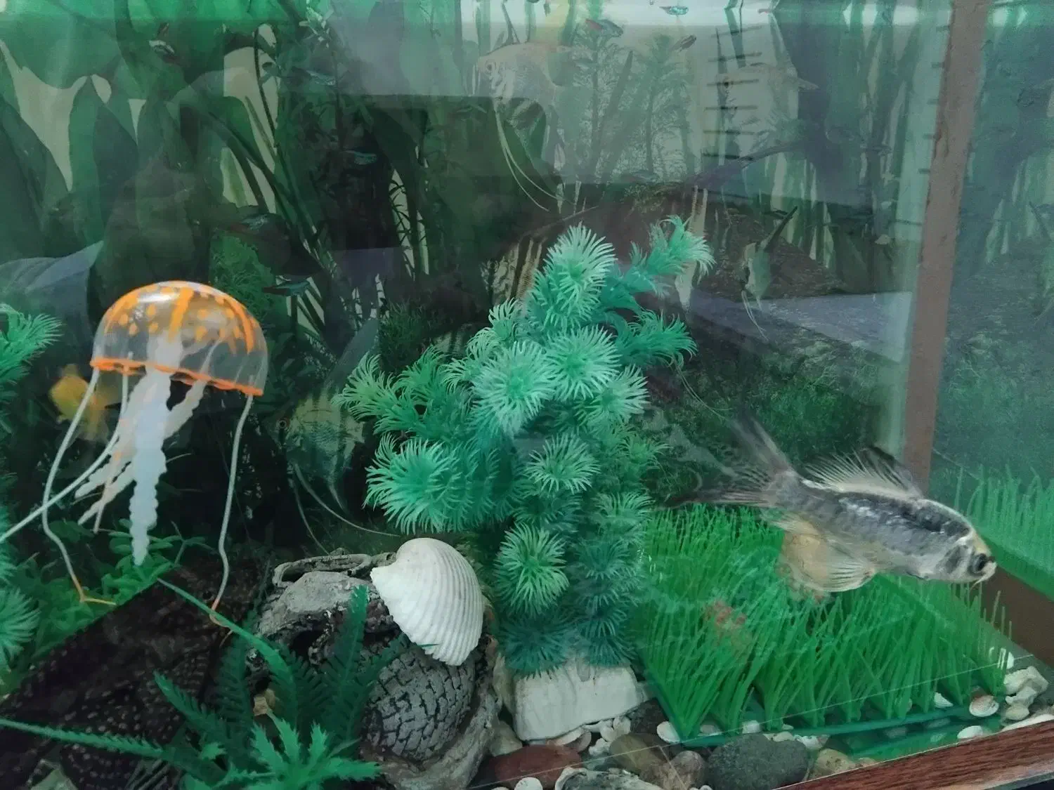 آکواریوم همراه با ماهی و وسایل|ماهی|سقز, |دیوار