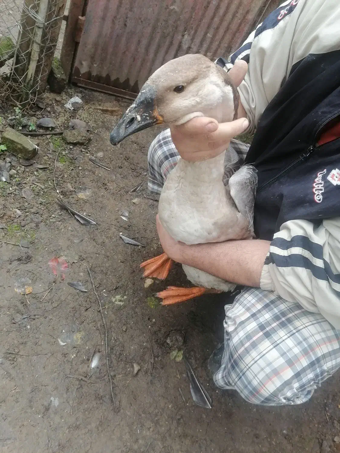 قو غاز و خروس|حیوانات مزرعه|سیاهکل, |دیوار