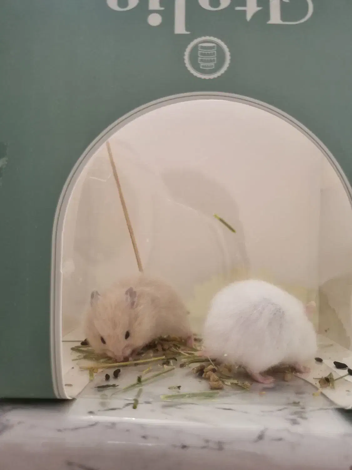 همستر کوچک|موش و خرگوش|اصفهان, بهارستان|دیوار