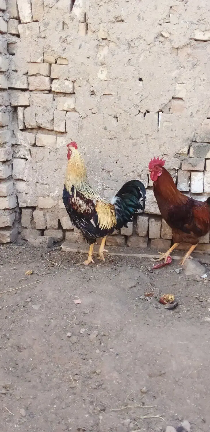 فروش خروس چهل تاج|حیوانات مزرعه|ششطراز, |دیوار