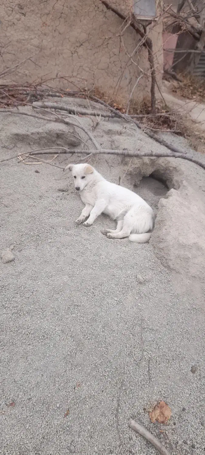 سگ گمشده|حیوانات|شاهدشهر, |دیوار