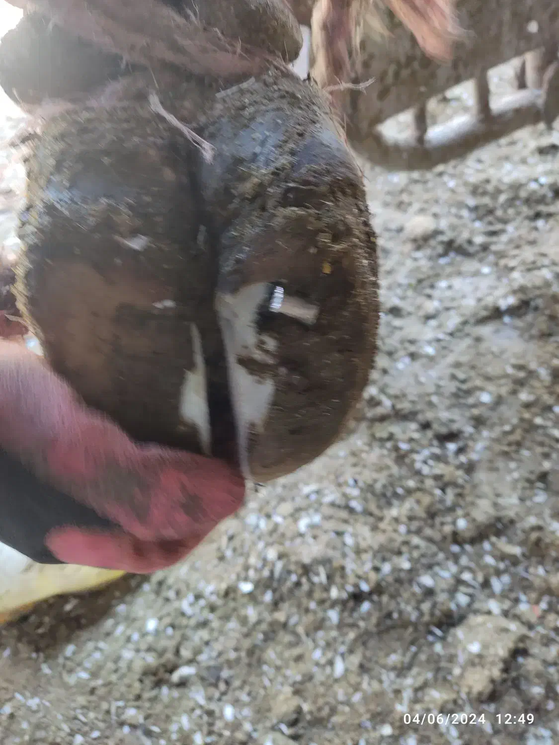 گاو شیری|حیوانات مزرعه|هشتگرد, تهران دشت|دیوار