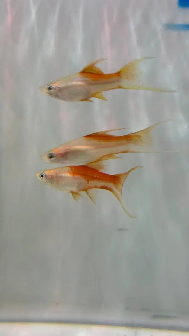 دمشمشیری|ماهی|سلماس, |دیوار