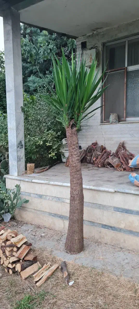 درخت یوکا پنج ساله|گل و گیاه طبیعی|ساری, |دیوار