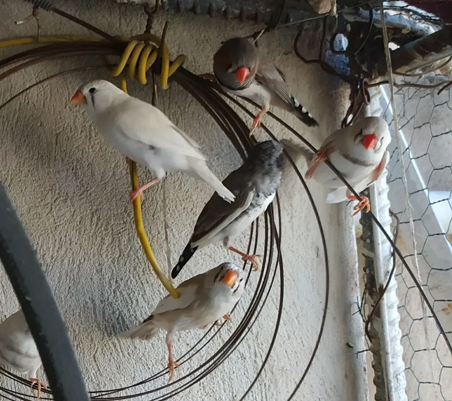 مرغ عشق و فنچ|پرنده|ایرانشهر, |دیوار