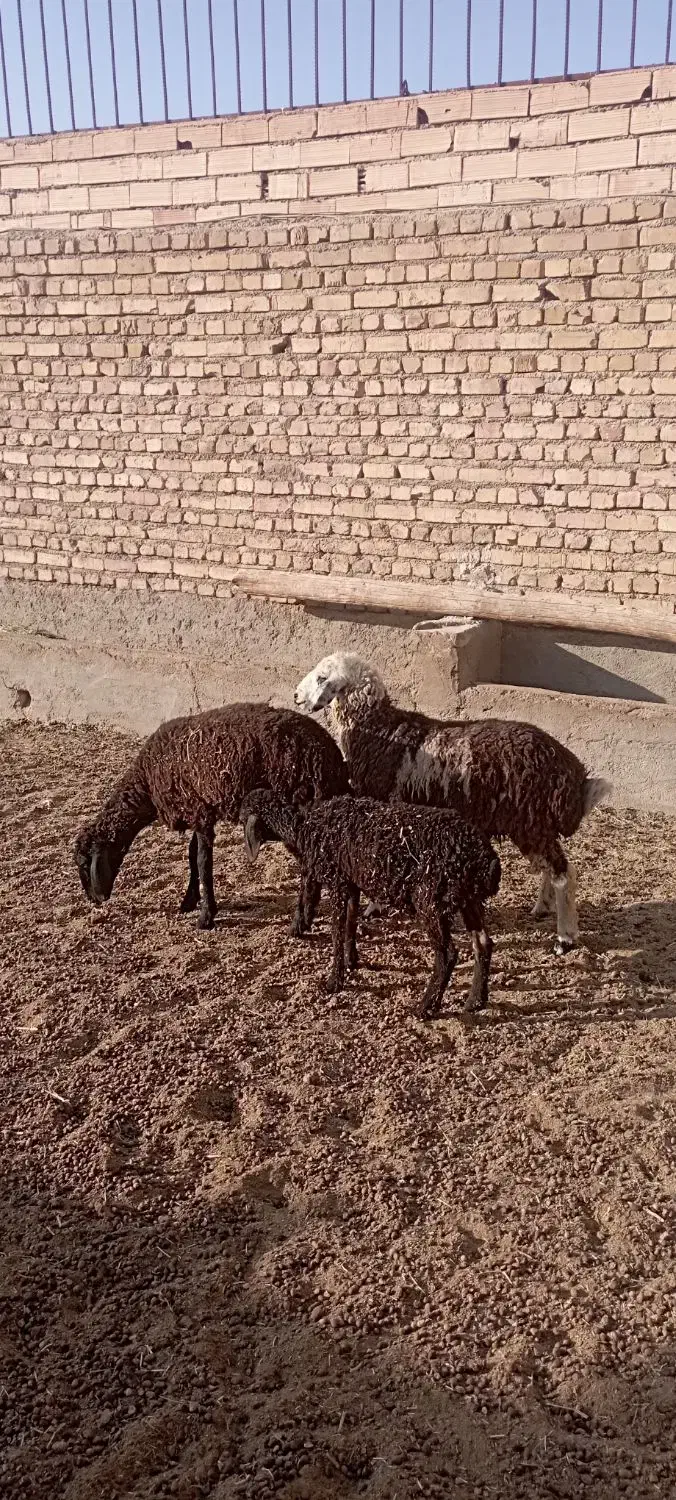 سه راس بره ماده بدون میش و گوسفند|حیوانات مزرعه|تهران, آسمان|دیوار