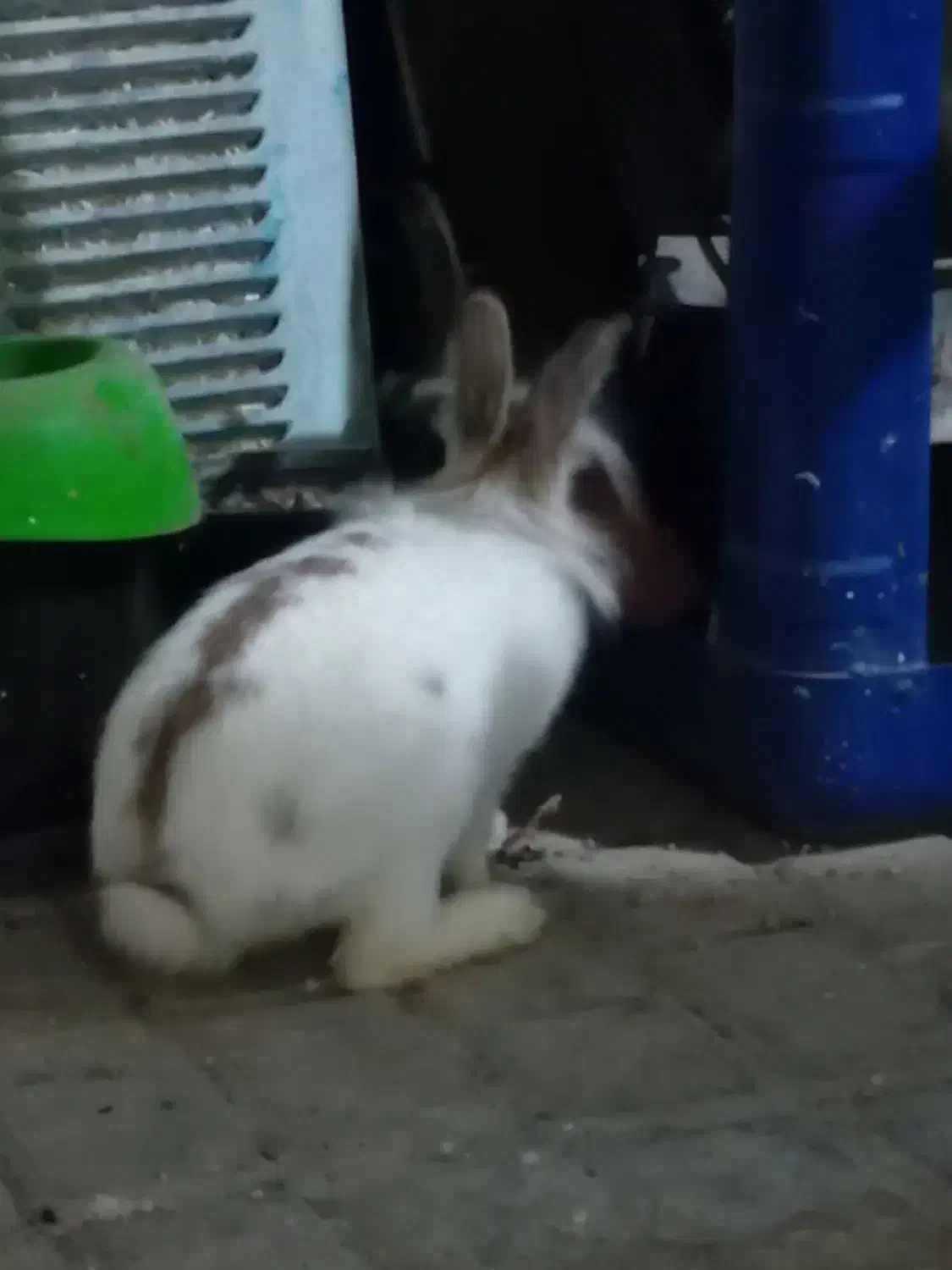 خرگوش لپ نر|موش و خرگوش|مشهد, نظام دوست|دیوار