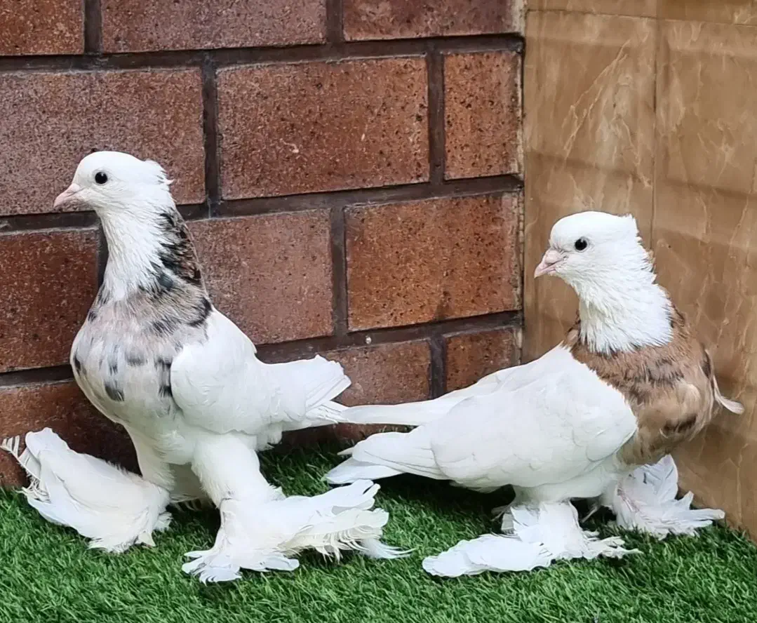 کبوتر تزئینی و زینتی طوقی کاکلی پاپر|پرنده|تهران, امجدیه (خاقانی)|دیوار