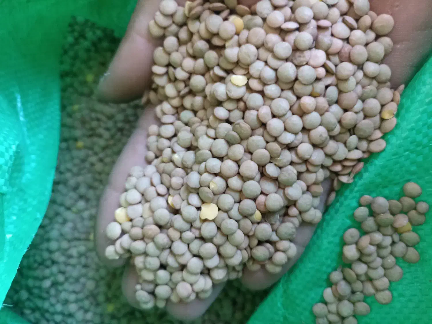 پخش عمده وخرده عدس|خوردنی و آشامیدنی|بانه, |دیوار