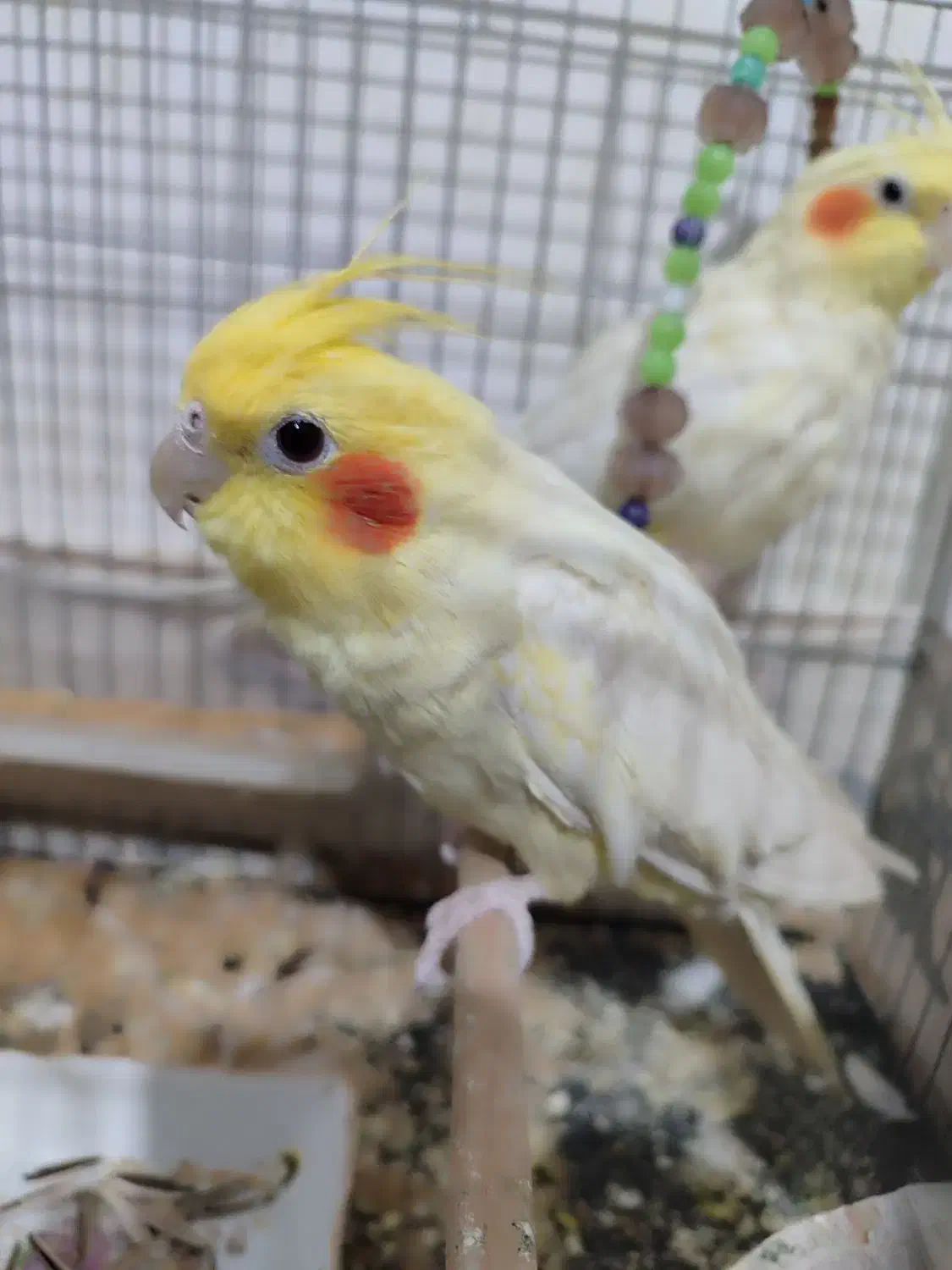 یک جفت عروس هلندی لوتینو|پرنده|سلطانیه, |دیوار