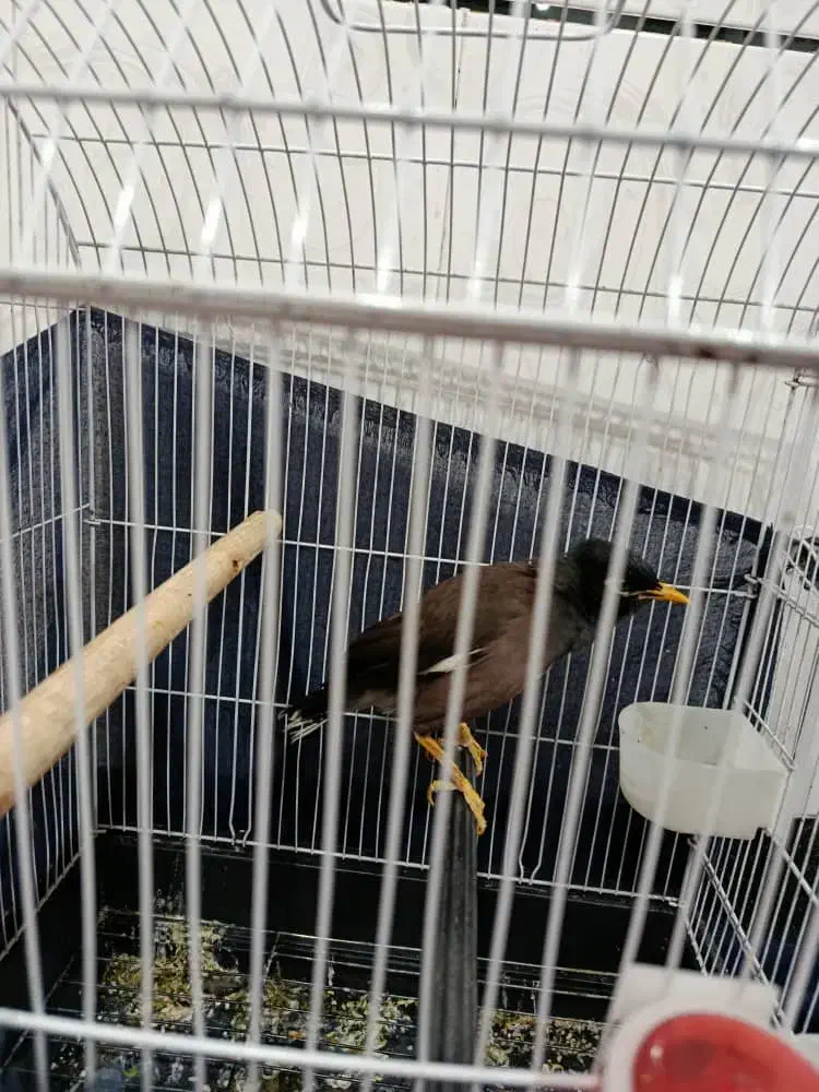 مرغ مینا|پرنده|فراشبند, |دیوار