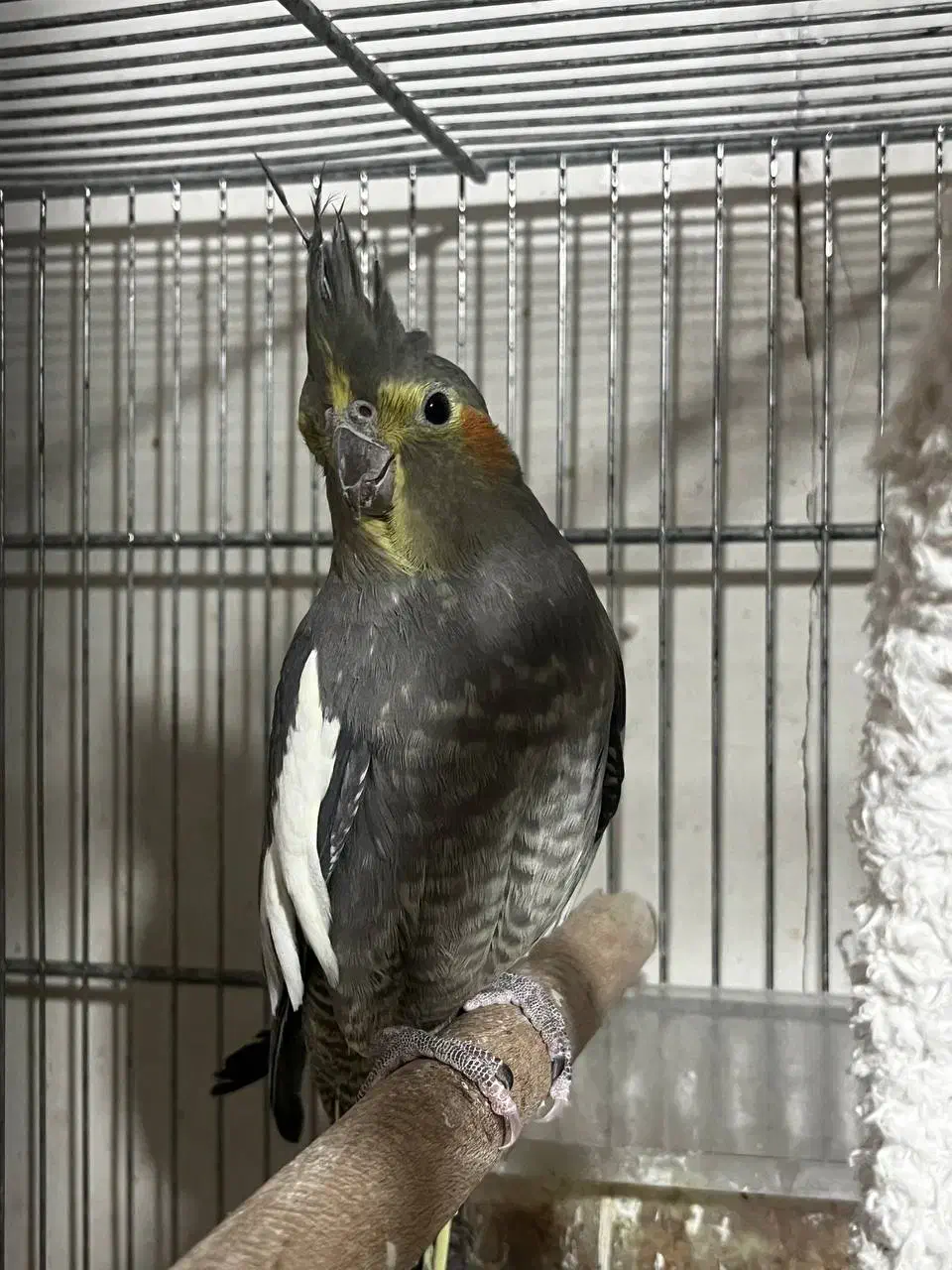 عروس هلندی ۶ماه|پرنده|تهران, خاوران|دیوار