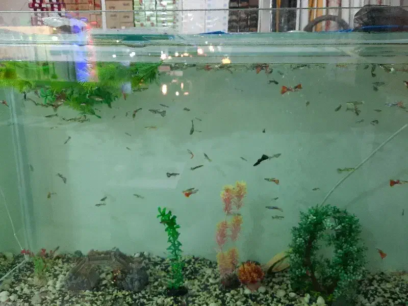 ماهی گوپی|ماهی|فردیس, فردیس|دیوار