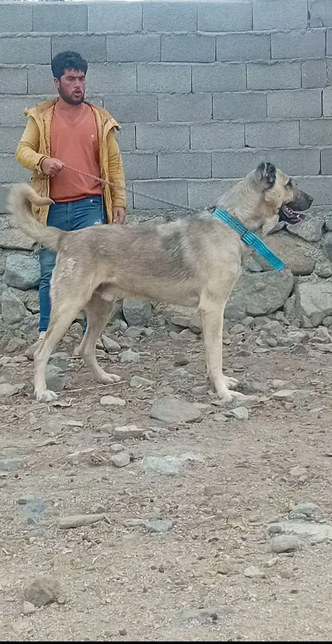 واگذاری‌سگ‌سرابی|سگ|سراب, |دیوار