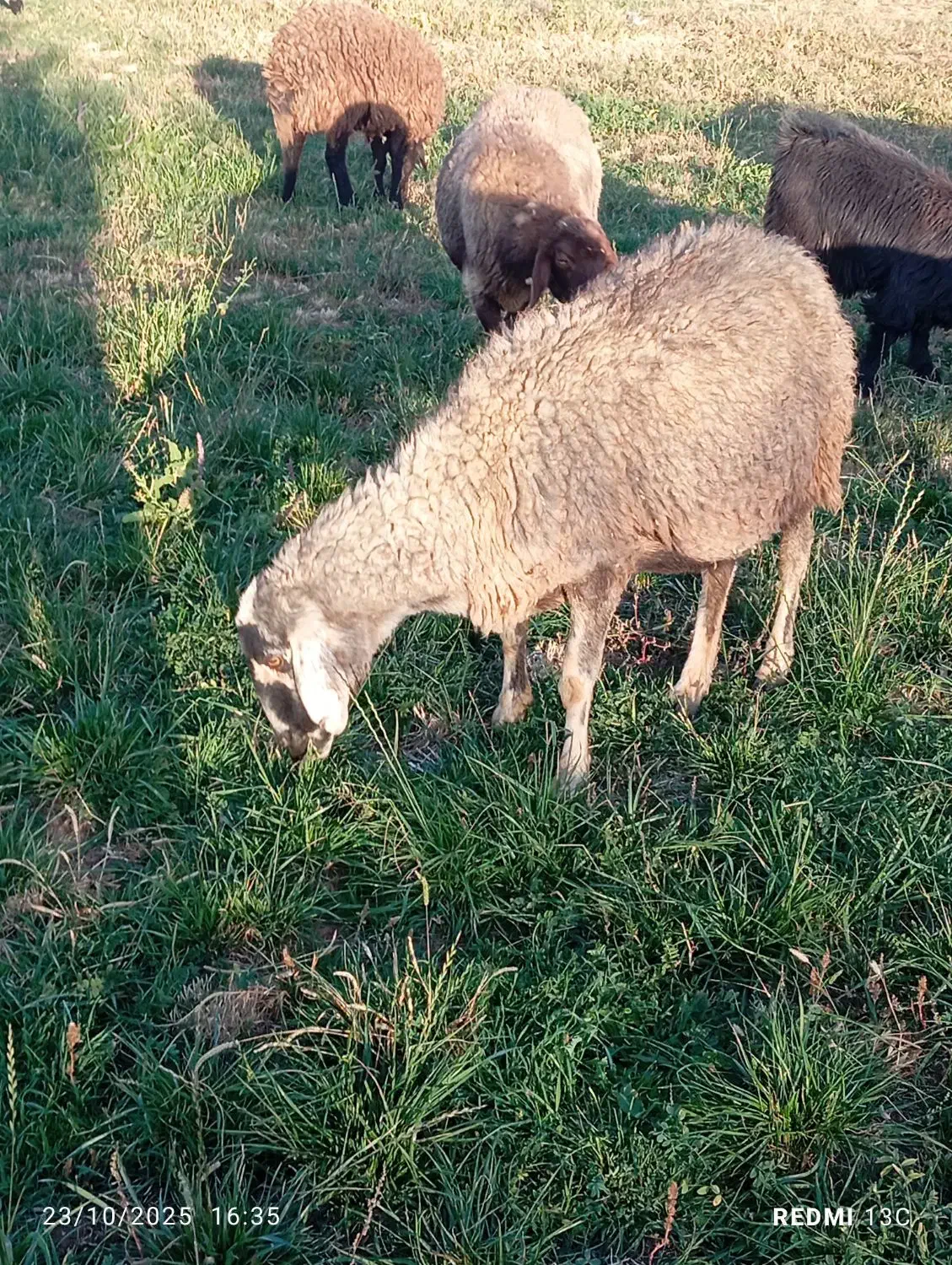 دو راس میش جوان و آبستن|حیوانات مزرعه|شیدا, |دیوار