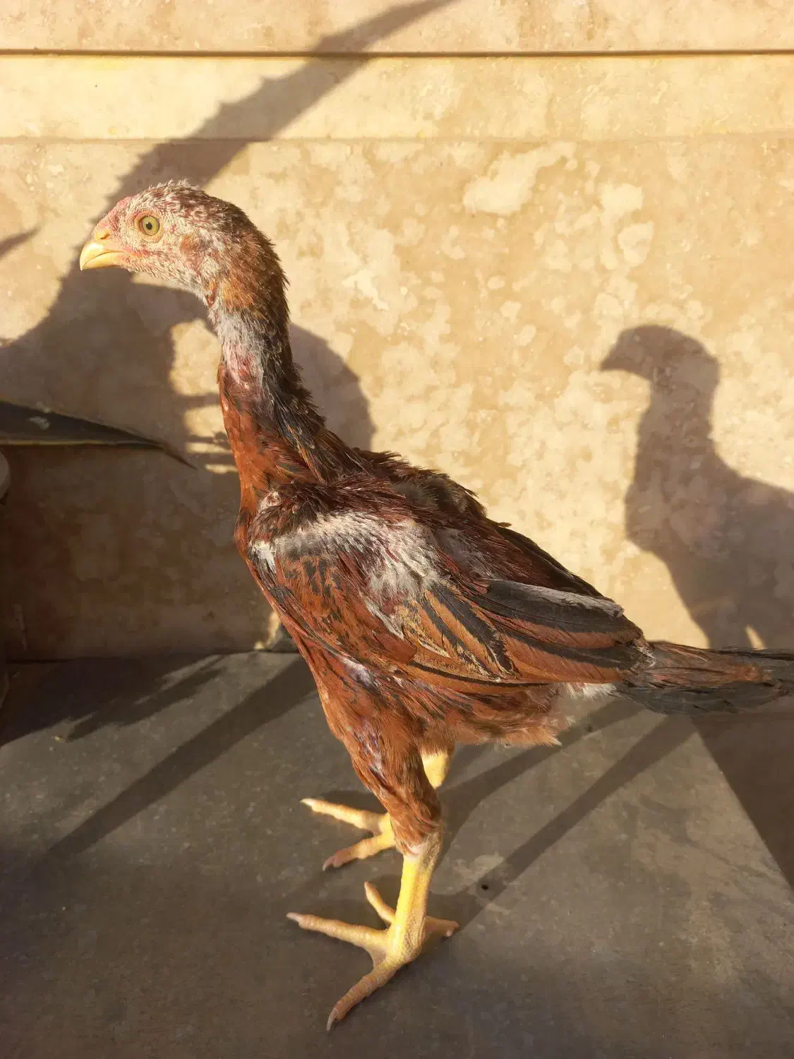 مرغ و جوجه لاری انگلیسی و هندی|حیوانات مزرعه|فردیس, شهرک ۱۱۰|دیوار