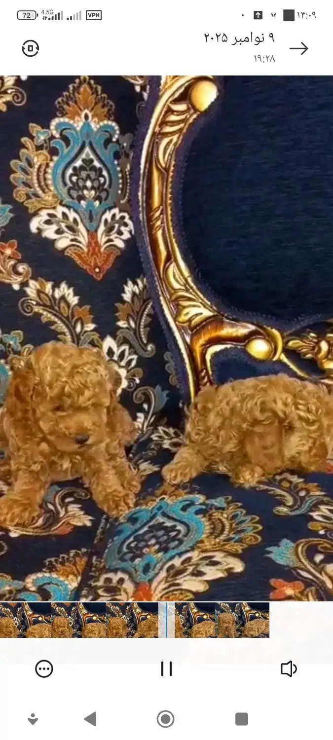 سگ پودل|سگ|اهواز, بهارستان|دیوار