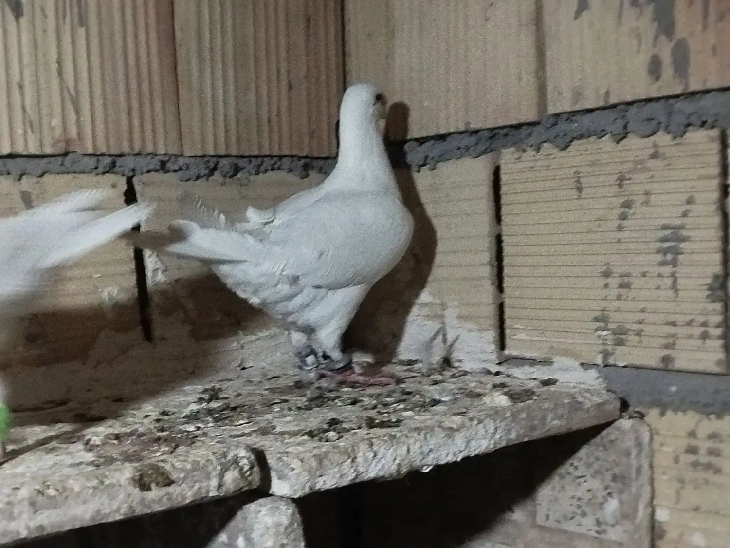 کبوتر|پرنده|شال, |دیوار