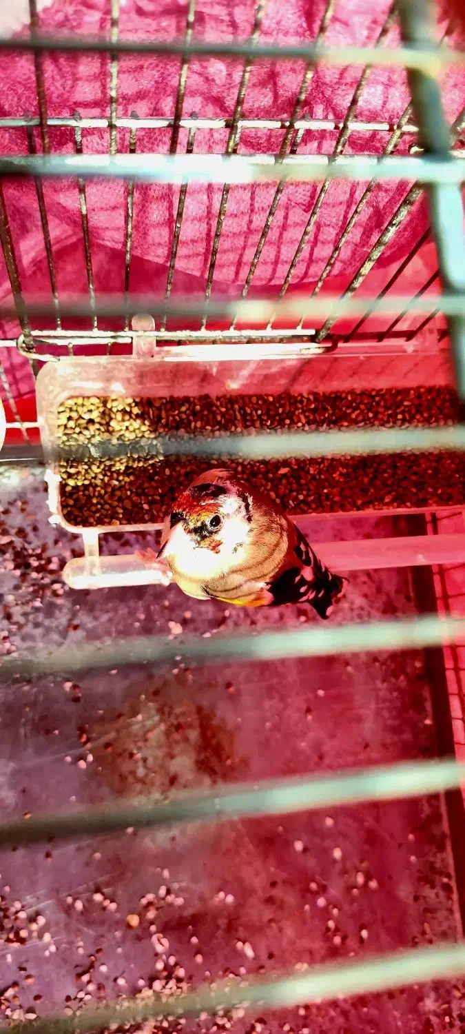 سهر|پرنده|سرپل ذهاب, |دیوار