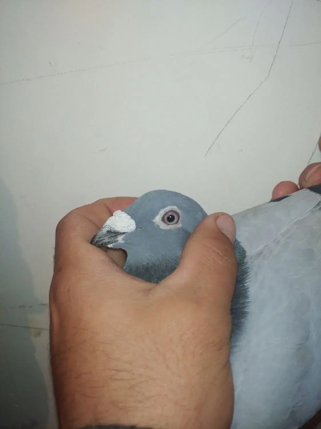 کبوتر پلاکی  مسافتی عراق|پرنده|سنندج, |دیوار