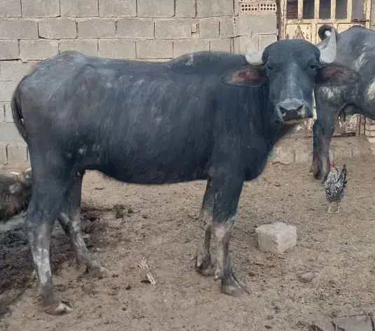 گاومیش گم شده|حیوانات|آبادان, |دیوار