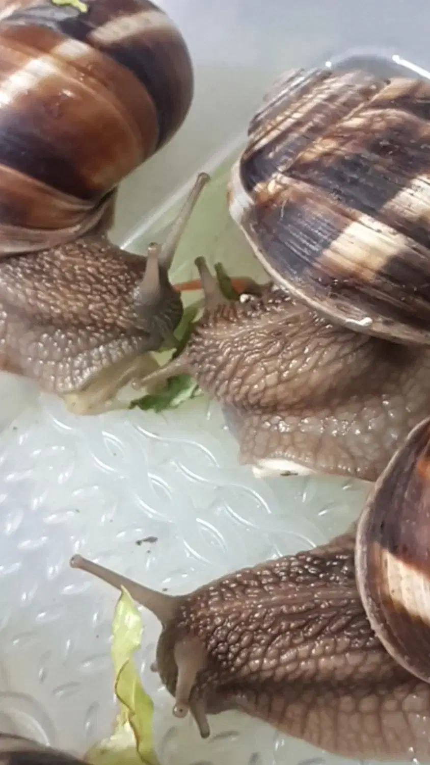 حلزونی|خزنده|مهریز, |دیوار