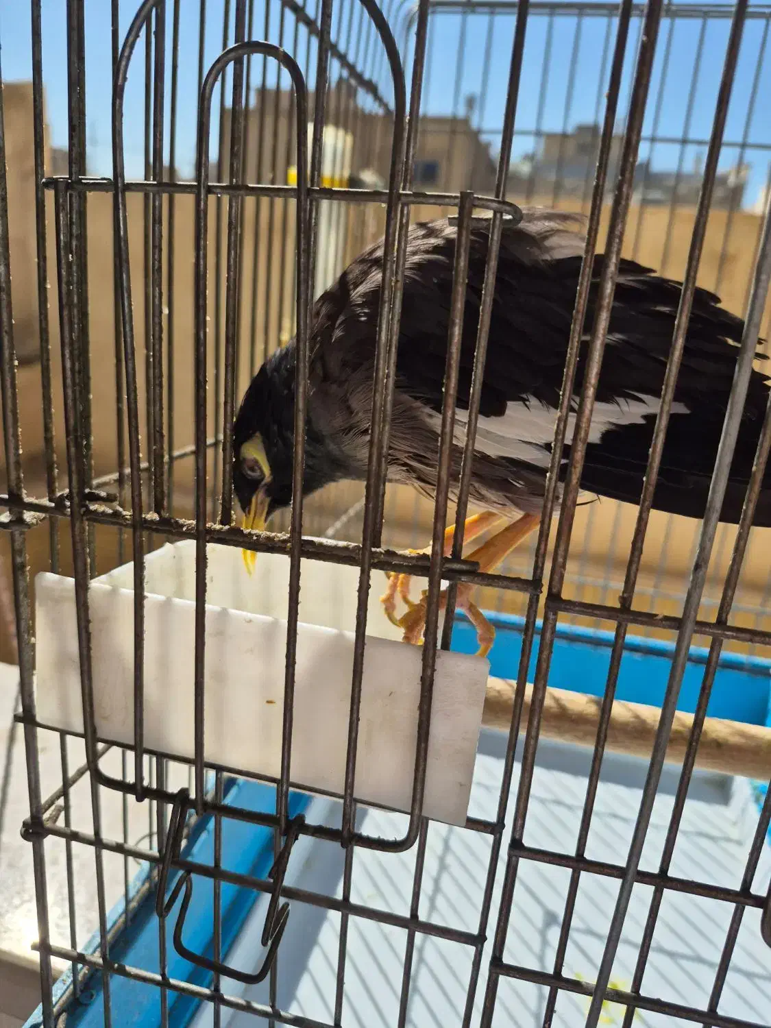 مرغ مینا سخنگو|پرنده|اصفهان, مولوی|دیوار