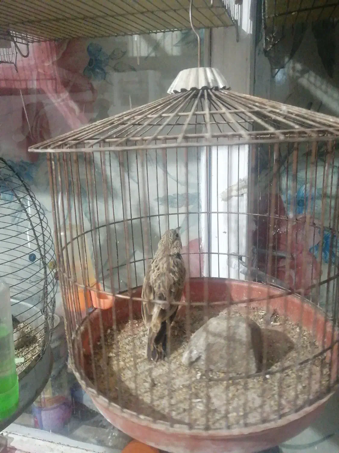 سهره|پرنده|خمینی‌شهر, |دیوار