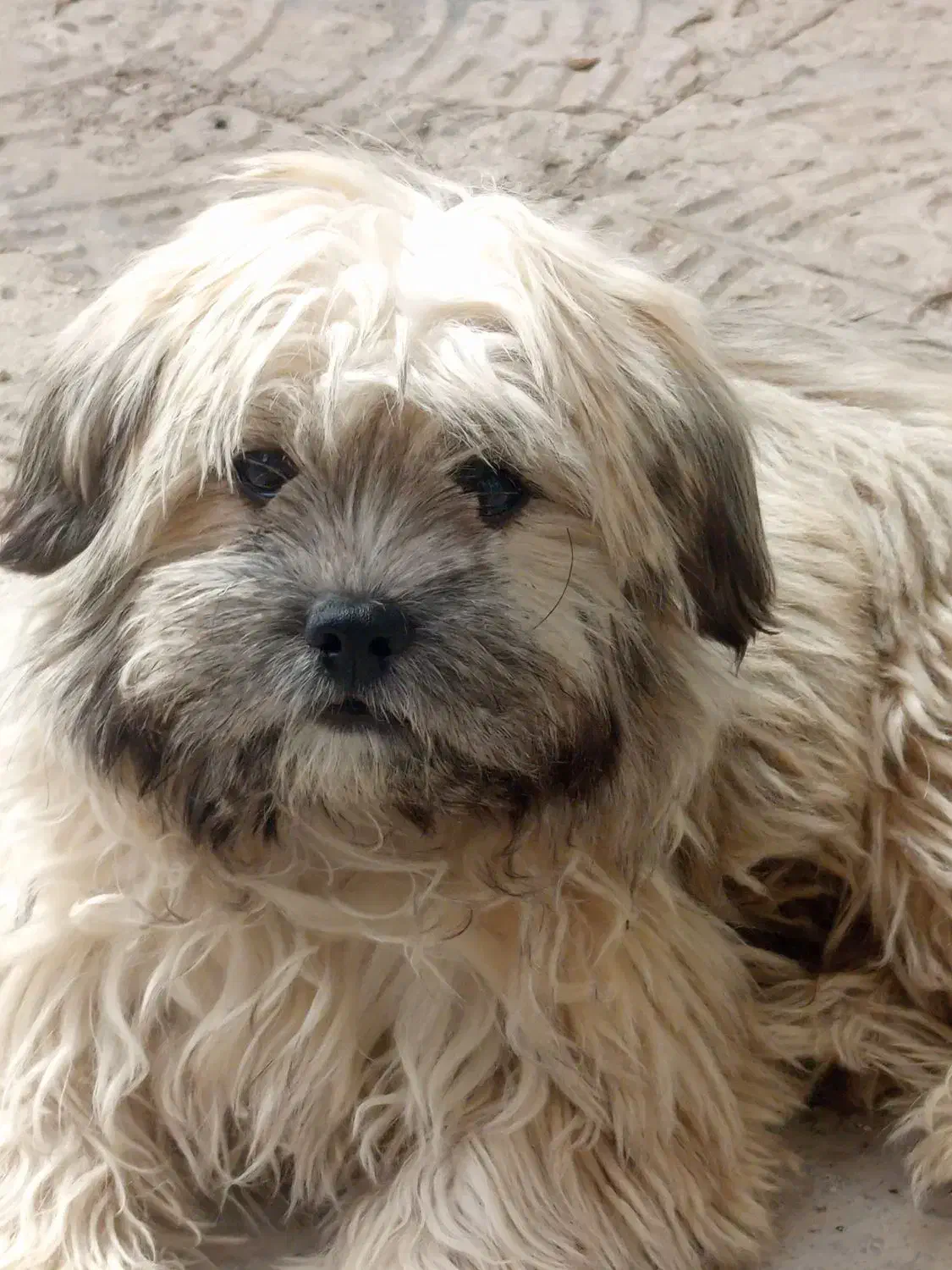 سگ شیتزو|سگ|فسا, |دیوار