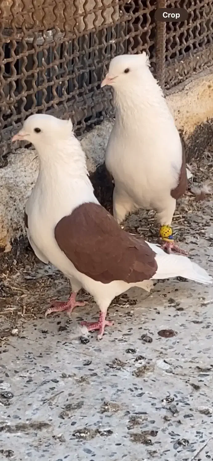 کبوتر پشت دار|پرنده|تاکستان, |دیوار