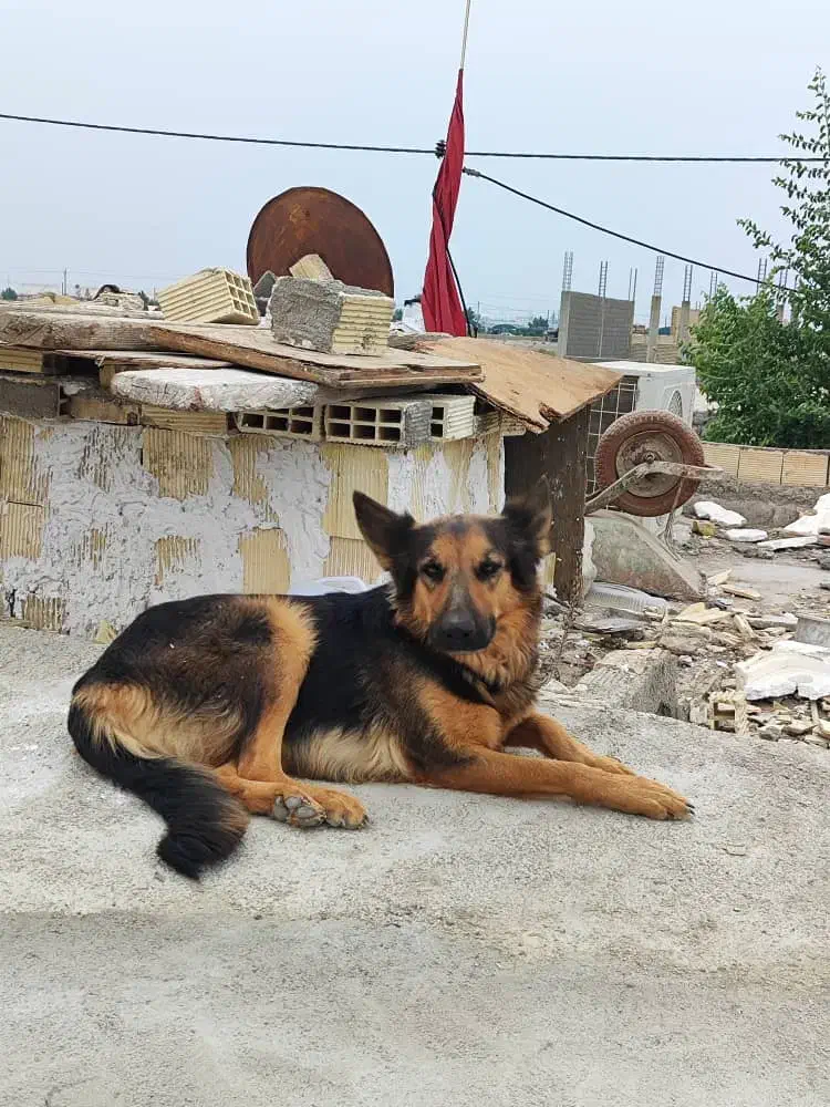 سلام جرمن ماده|سگ|بندر ماهشهر, |دیوار