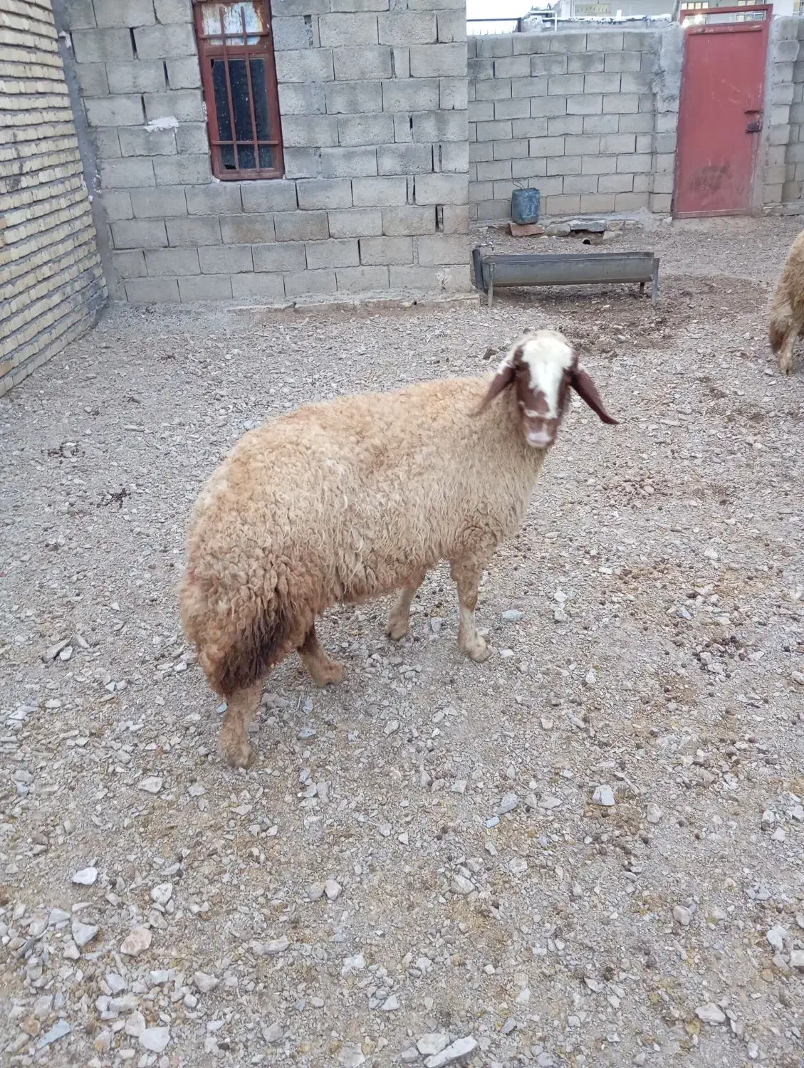 گوسفند|حیوانات مزرعه|ماهیدشت, |دیوار